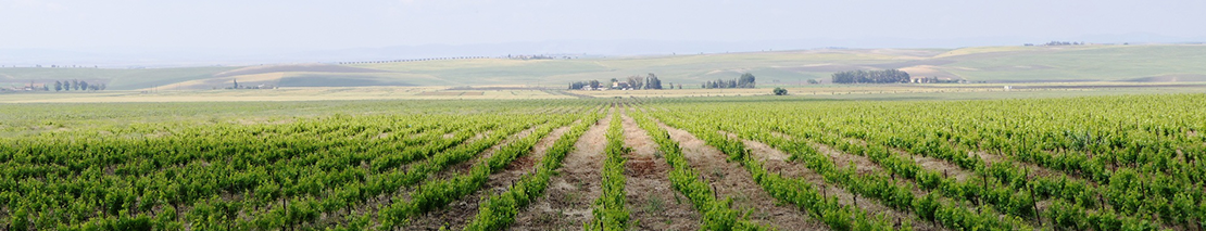 Vignoble en plaine-Oranie